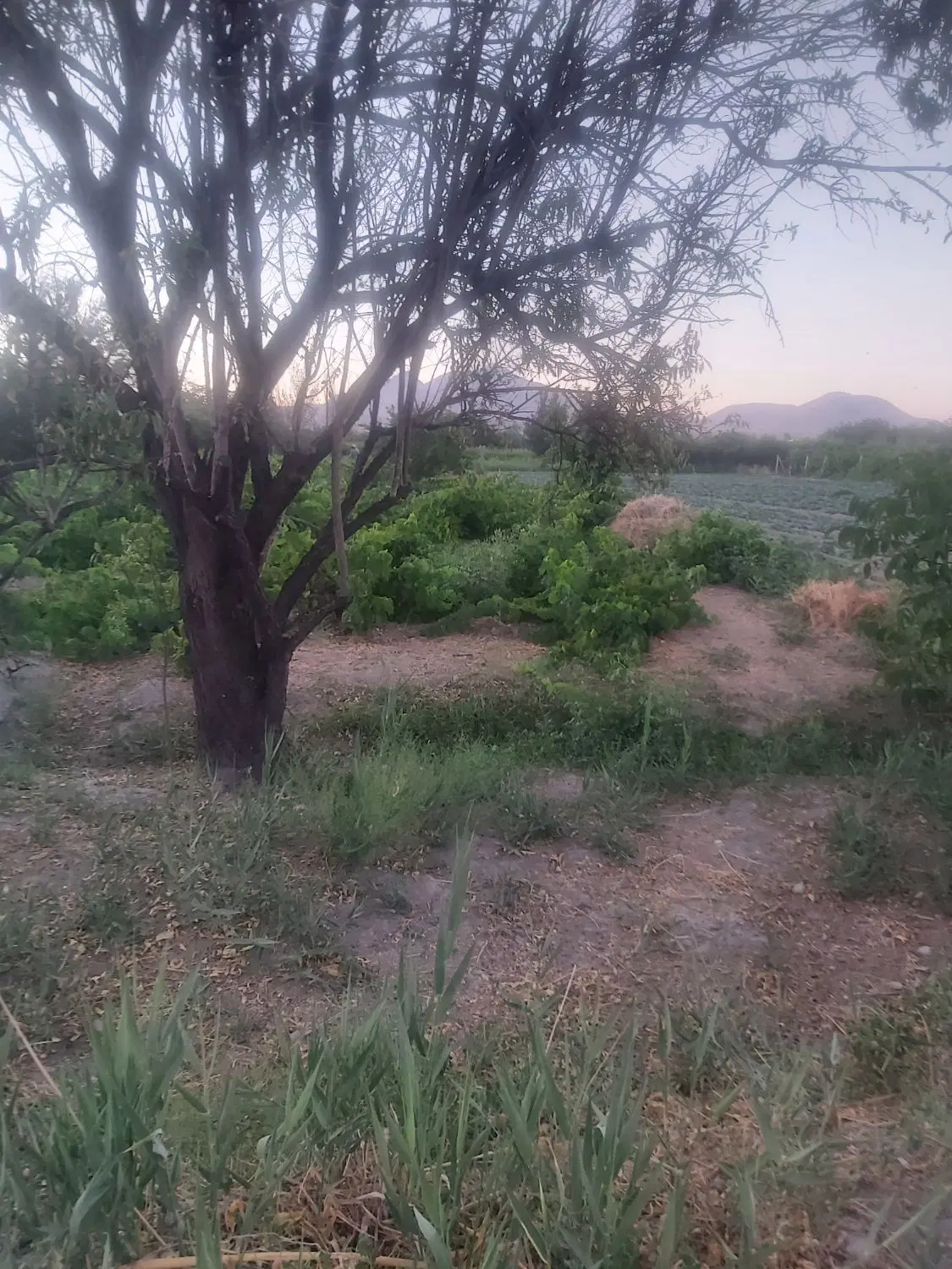 فروش باغ در روستای دارغالو