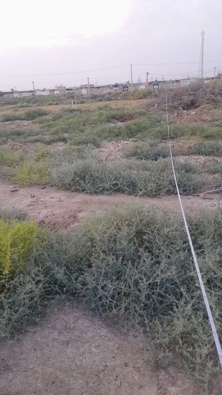 زمین کلنگی