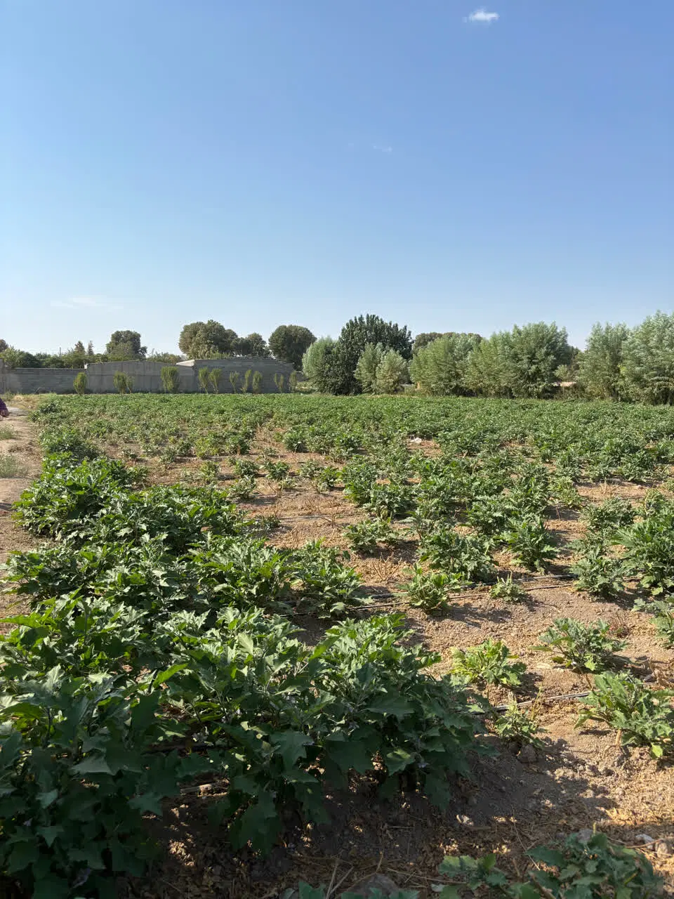 فروش۲قطعه زمین باغ میوه ۱۱۰۰و۹۰۰متری_سعدآباد