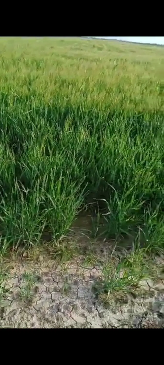 اجاره زمین کشاورزی