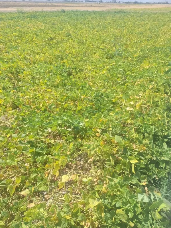 اجاره چاه کشاورزی