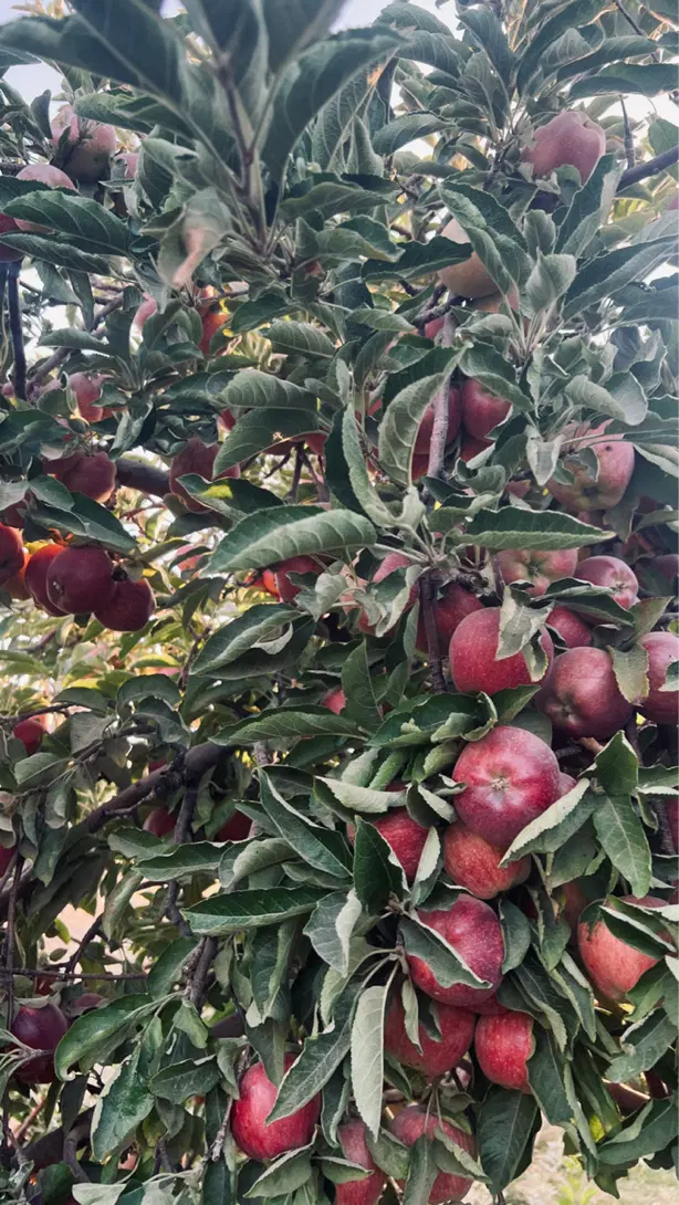 زمین فرزند اوری
