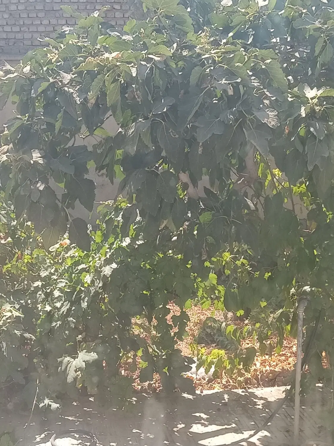 سوییت اجاره (فقط یکنفر)