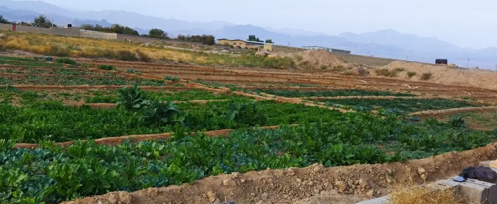 زمین زراعی سند 6دانگ