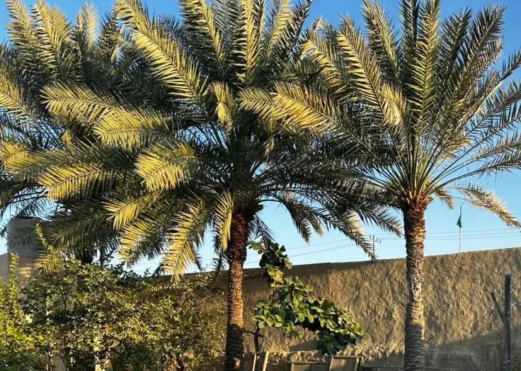 ۲۰۰متر زمین روستای سهیلی قشم
