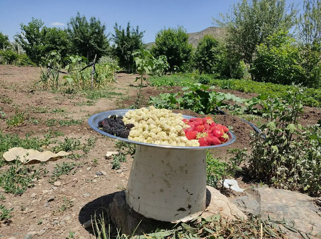 فروش باغ ۳۰۰۰ متری مجهز و آباد در دشت‌نی