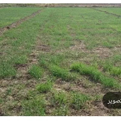 ۱۳۰۰ متر زمین باغی سیمین آبرومند