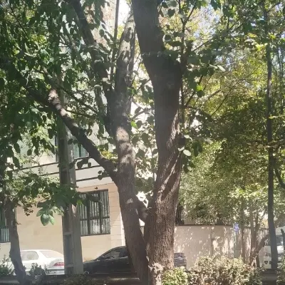 اجاره خانه ویلایی دوبلکس سام و زال