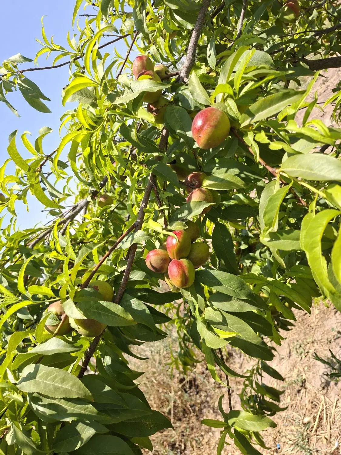 ۲۰ هکتار باغ و زمین کشاورزی مرغوب داراب