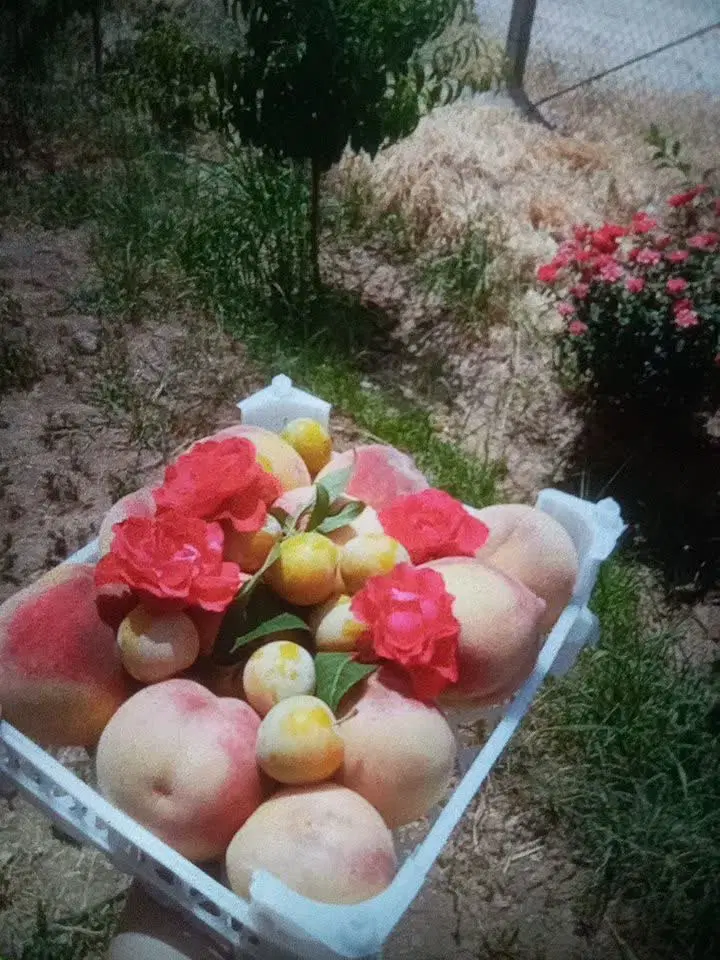 فروش باغ میوه