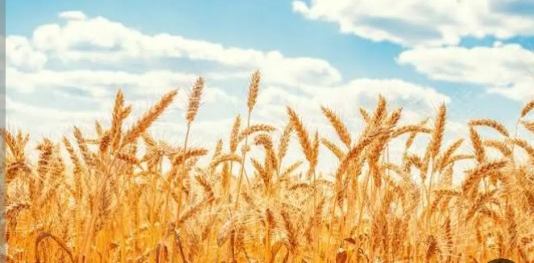 اجاره   زمین کشاورزی در سمت کالیاو