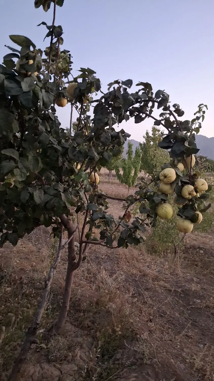 باغ ،باغچه ۱۲۰۰ متر