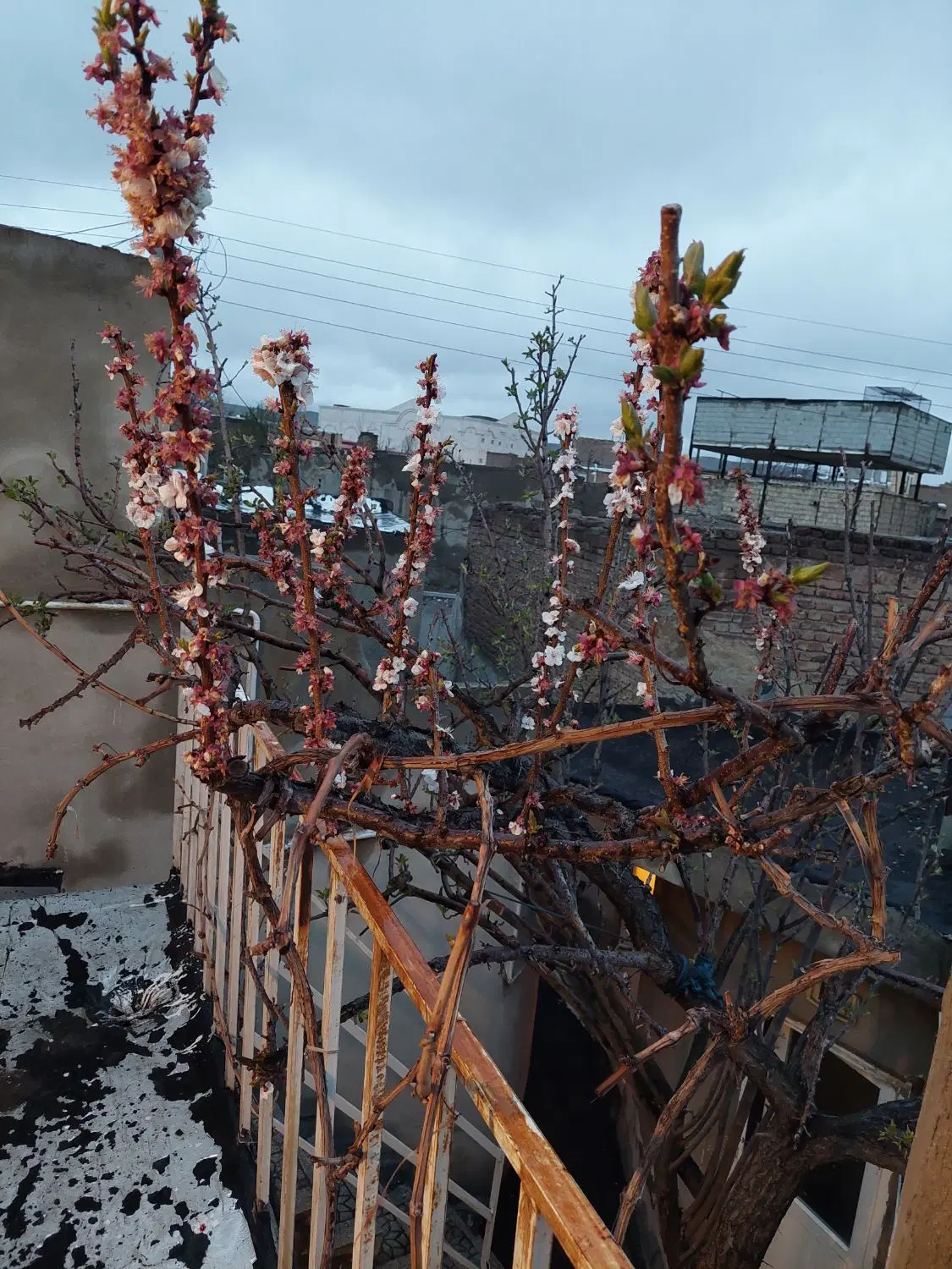 خانه ۵۶متر در باسمنج بر خیابان ولیعصر معاوضه ماشین