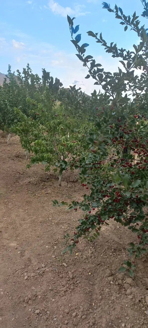 باغ