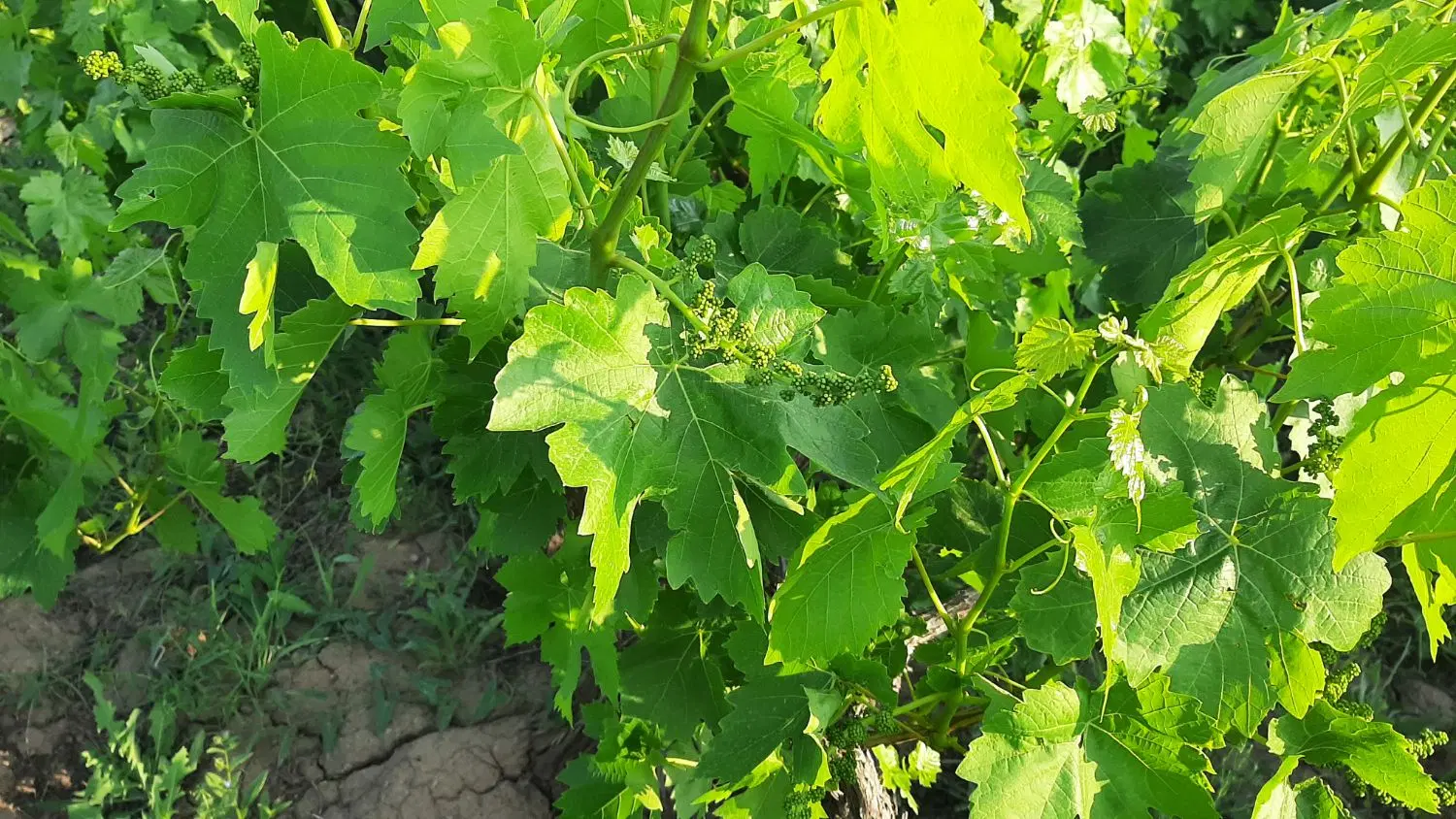باغ انگور  630متر قدیم اباد