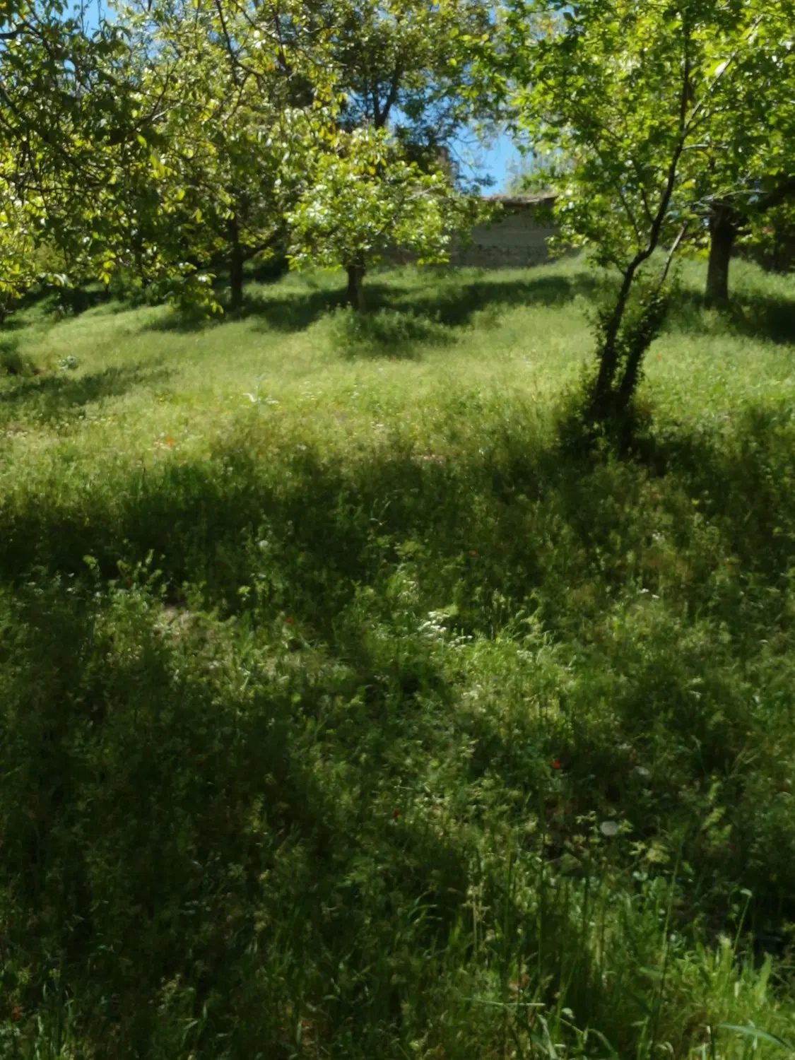زمین ۶۴۰ متری