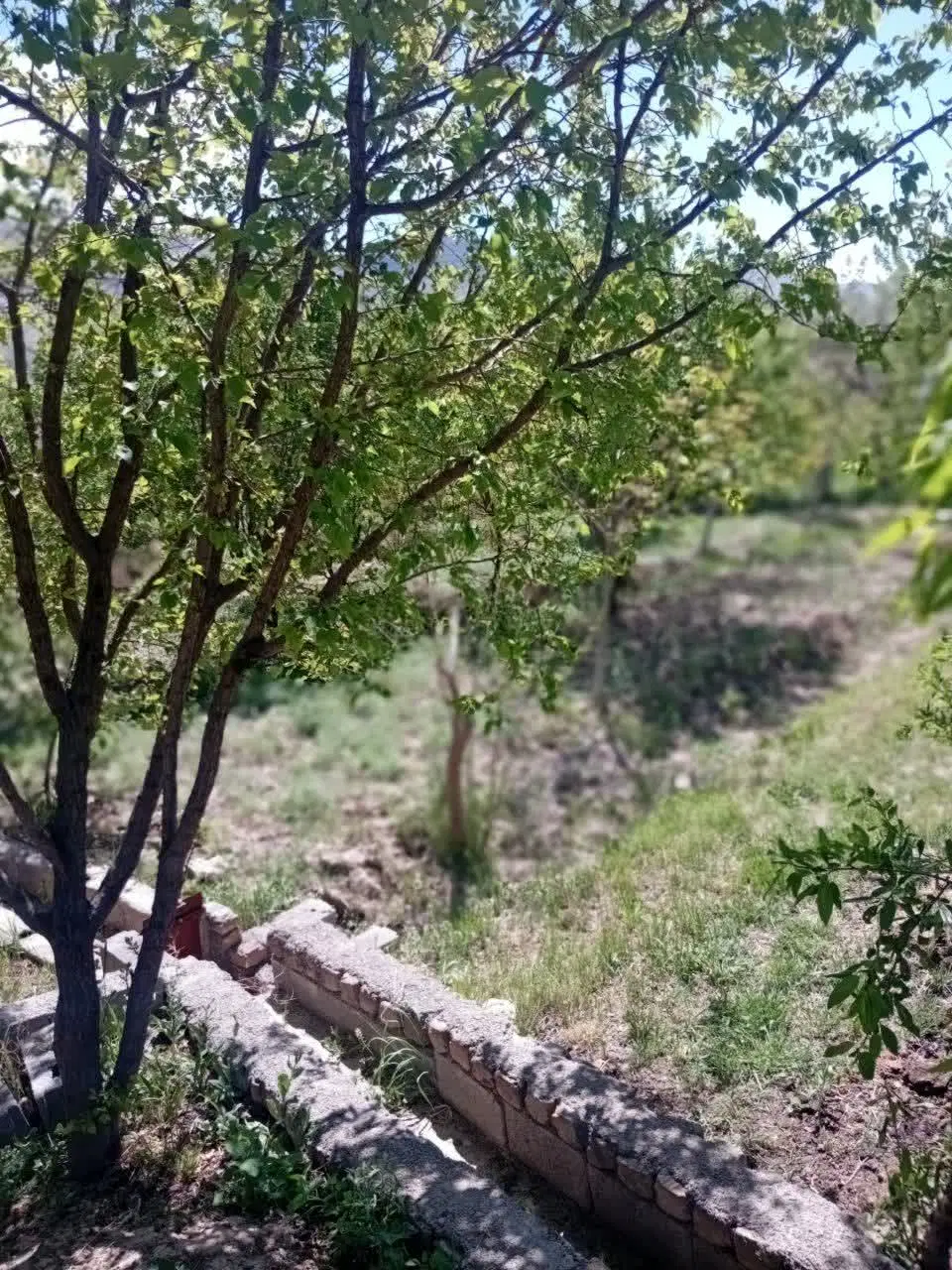 فروش باغ