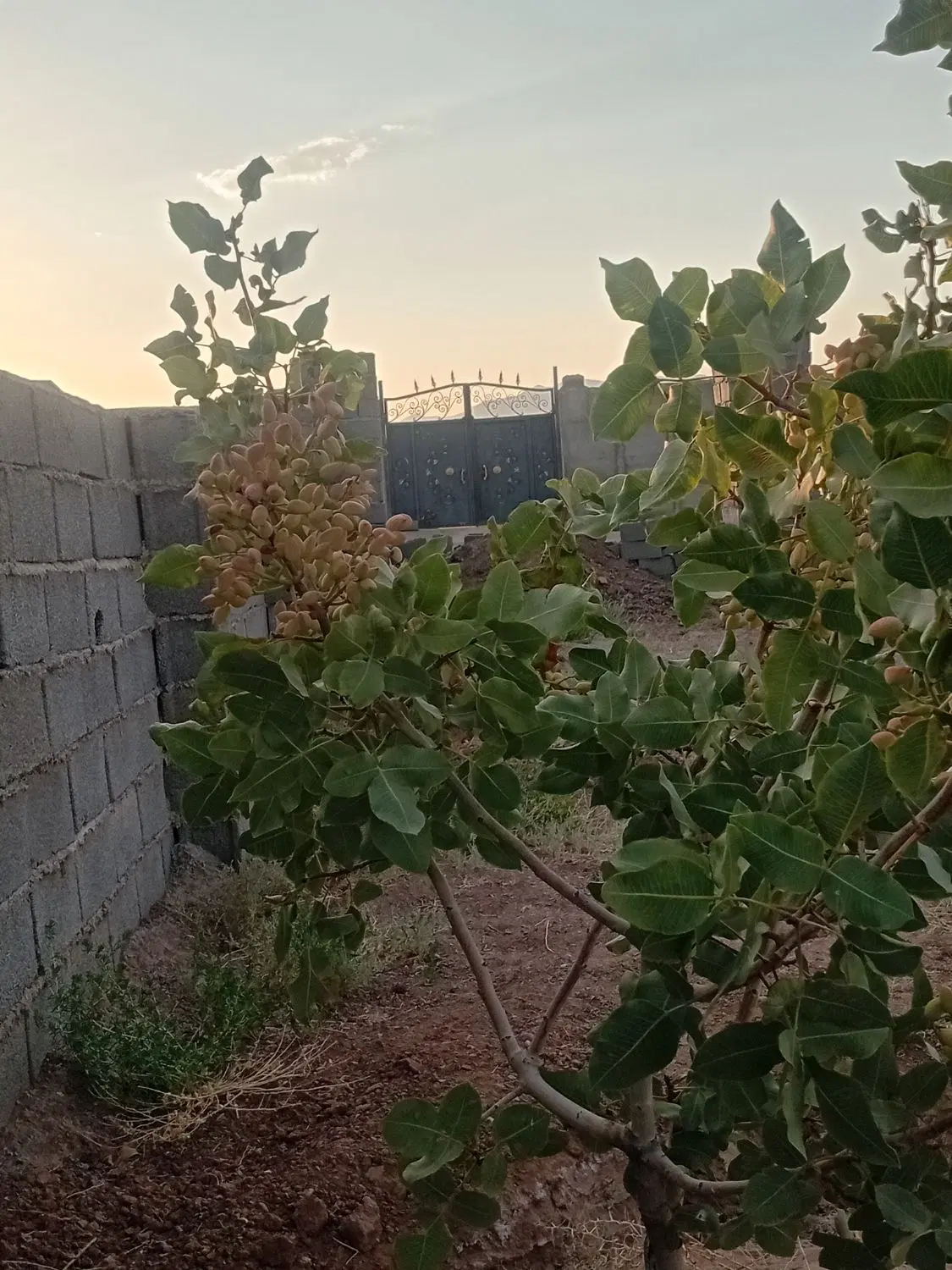 باغچه،باغ چهاردیواری ،درختان پسته و انار