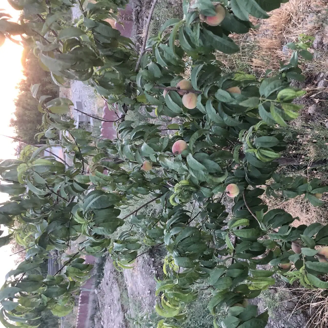 باغچه ۷۷۲ متری در گلدسته، فیروزبهرام