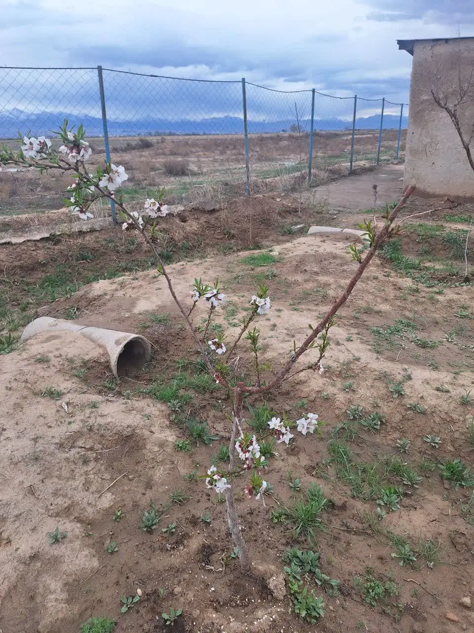 یک قطعه باغ مثمر در نظر آباد روستای جعفرآباد