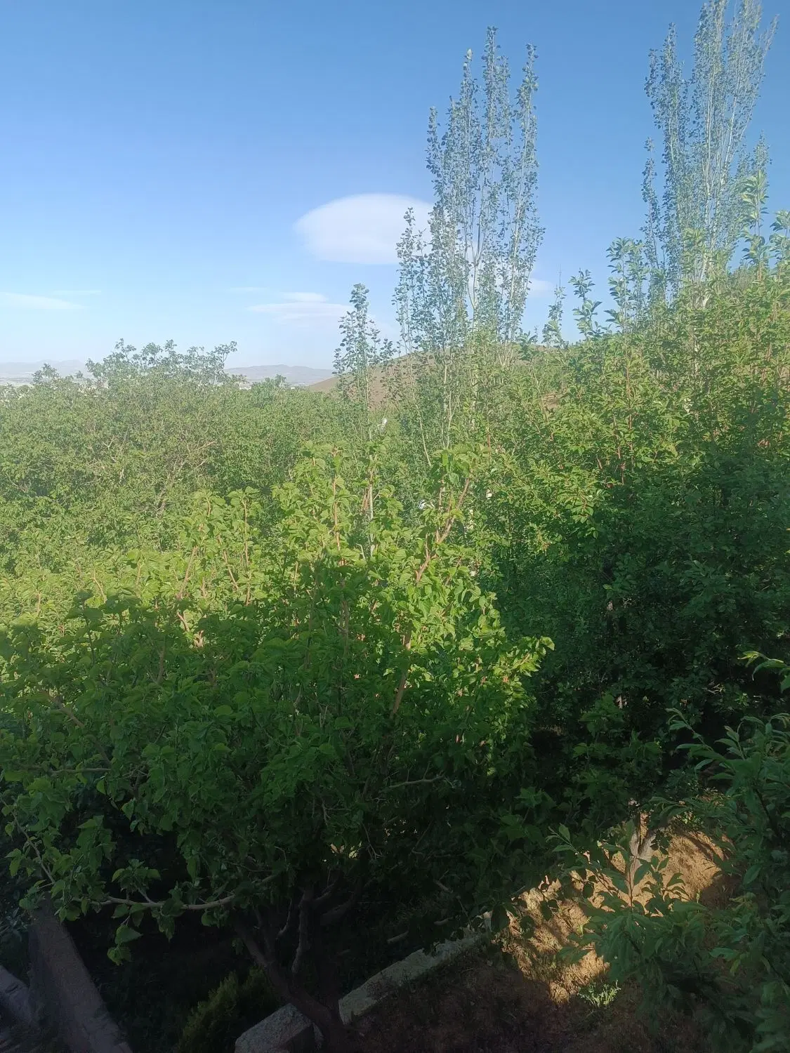 باغ انگور 400متری حیدره بالای شهر