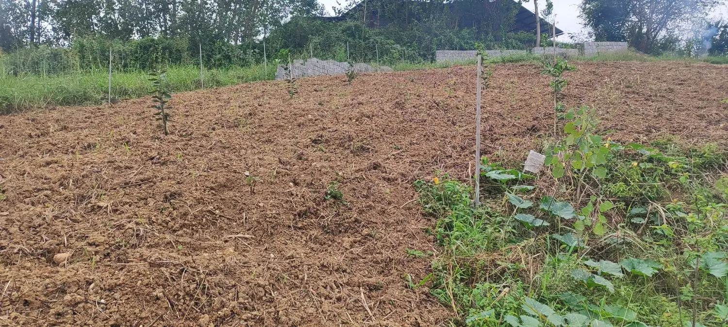 فروش زمین ۶۵۰ متری روستای سید ابوصالح مناطق شمال