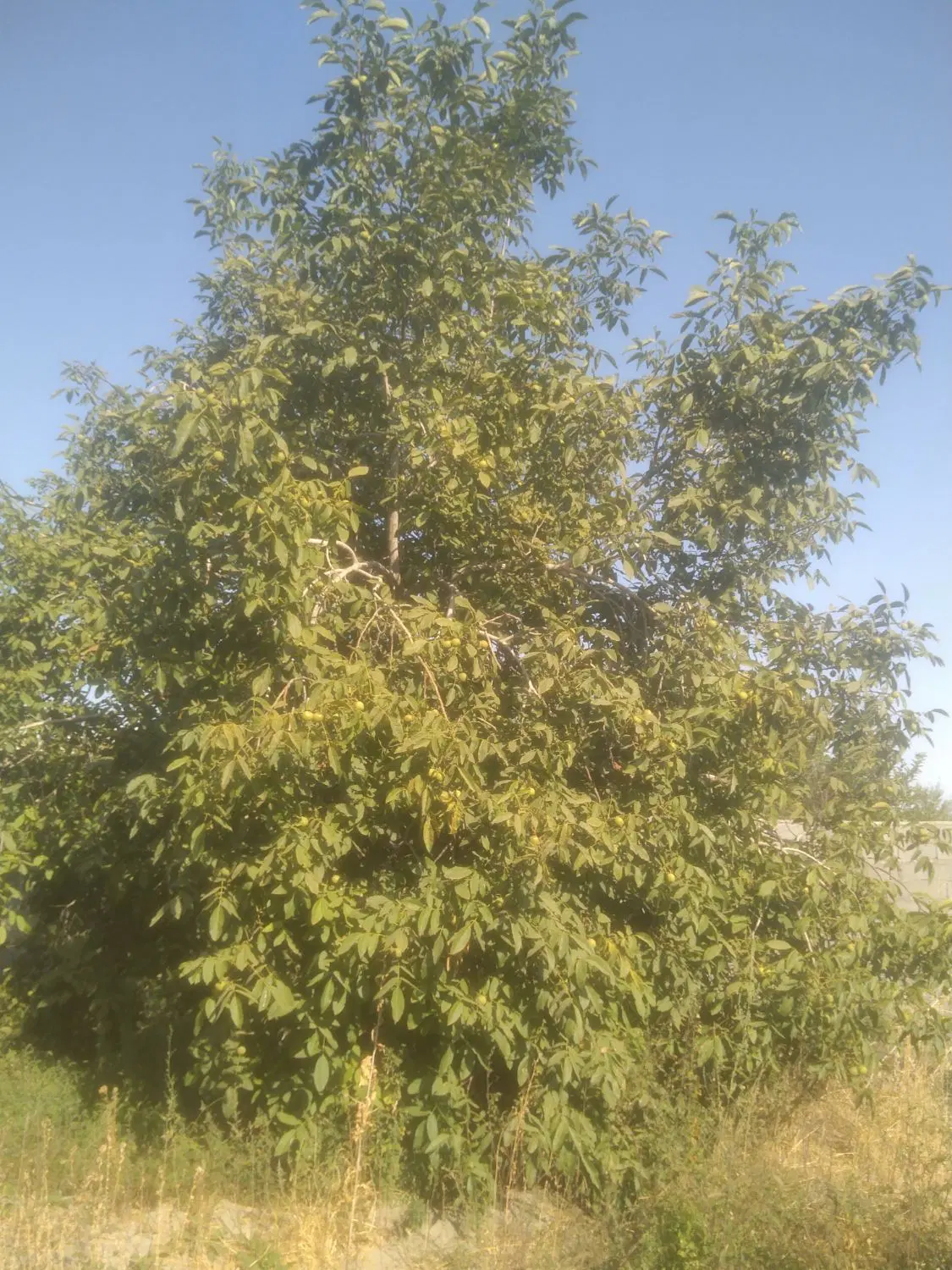 باغ امامزاده ریکان