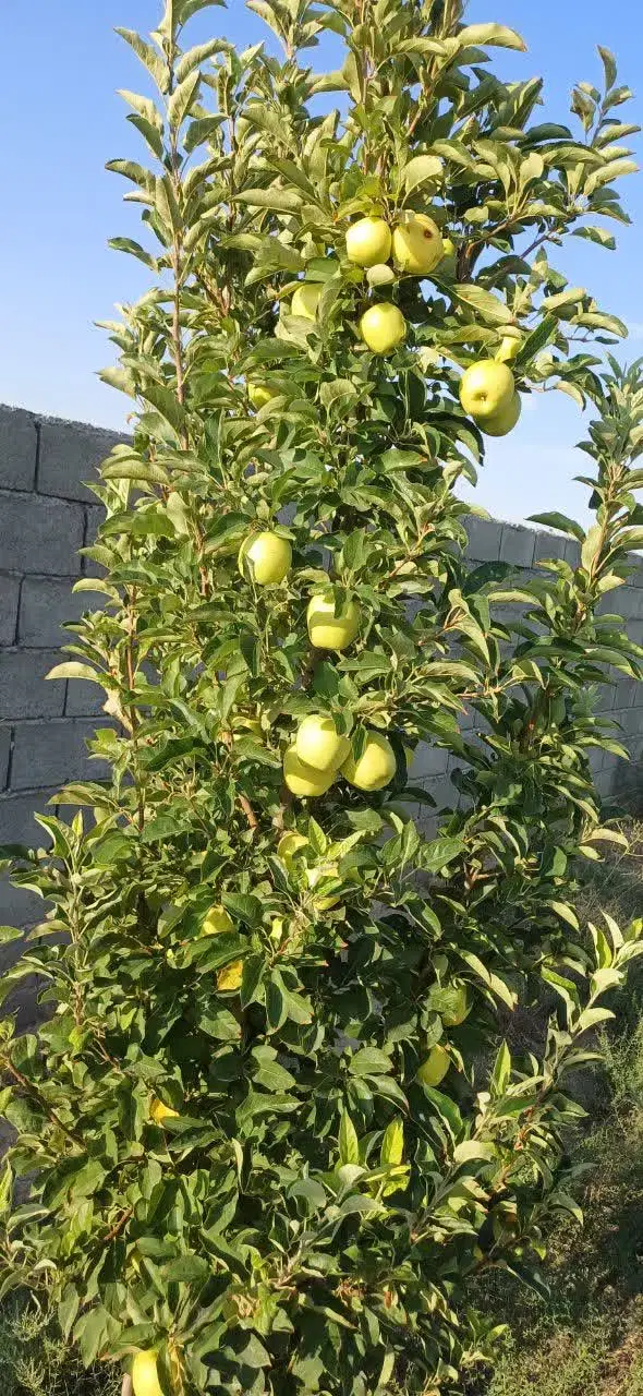 فروش باغ۵۰۰متری حصارکشی شده