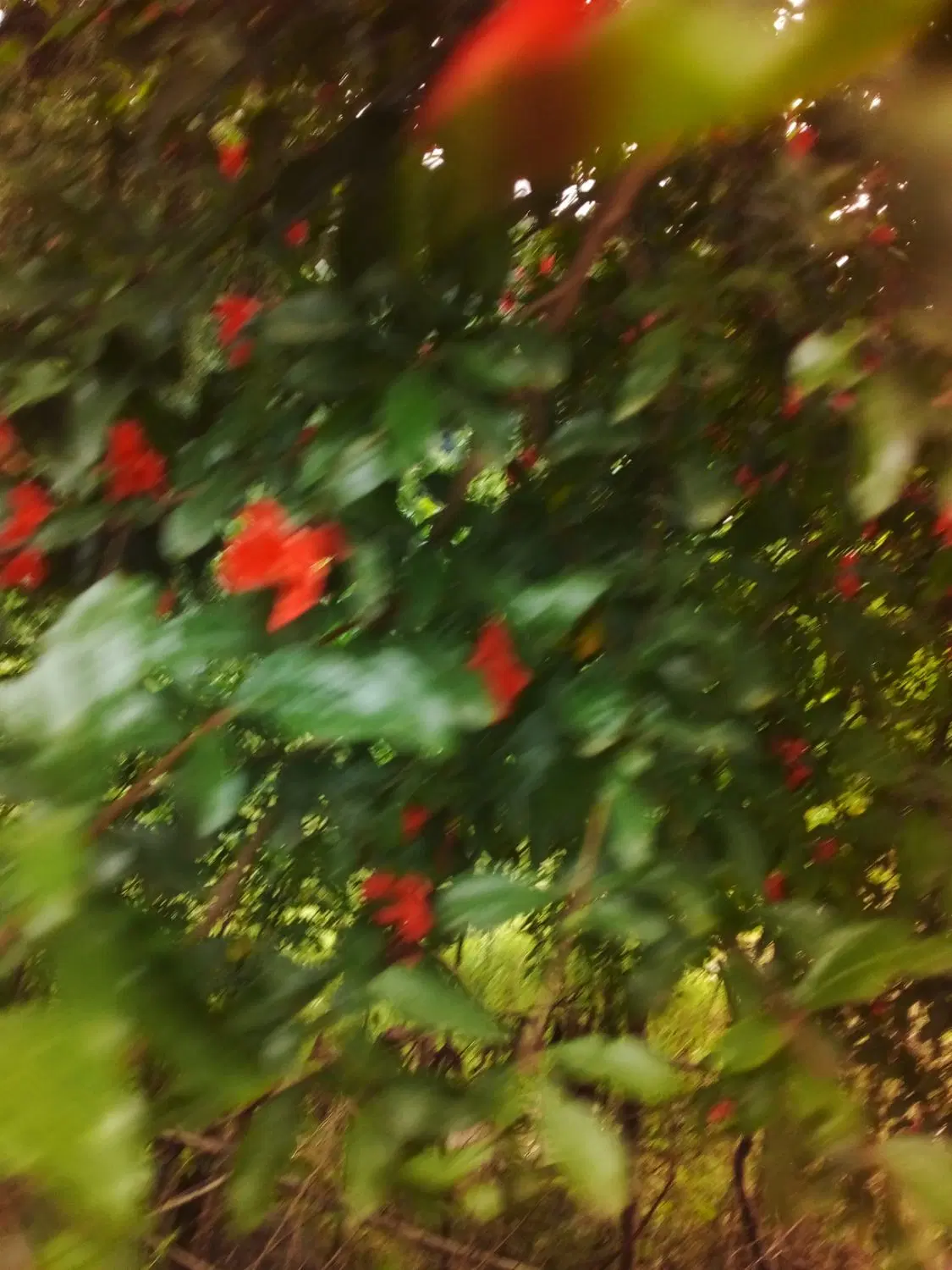 اجاره ویلا جنگلی کنار دو تا رودخانه