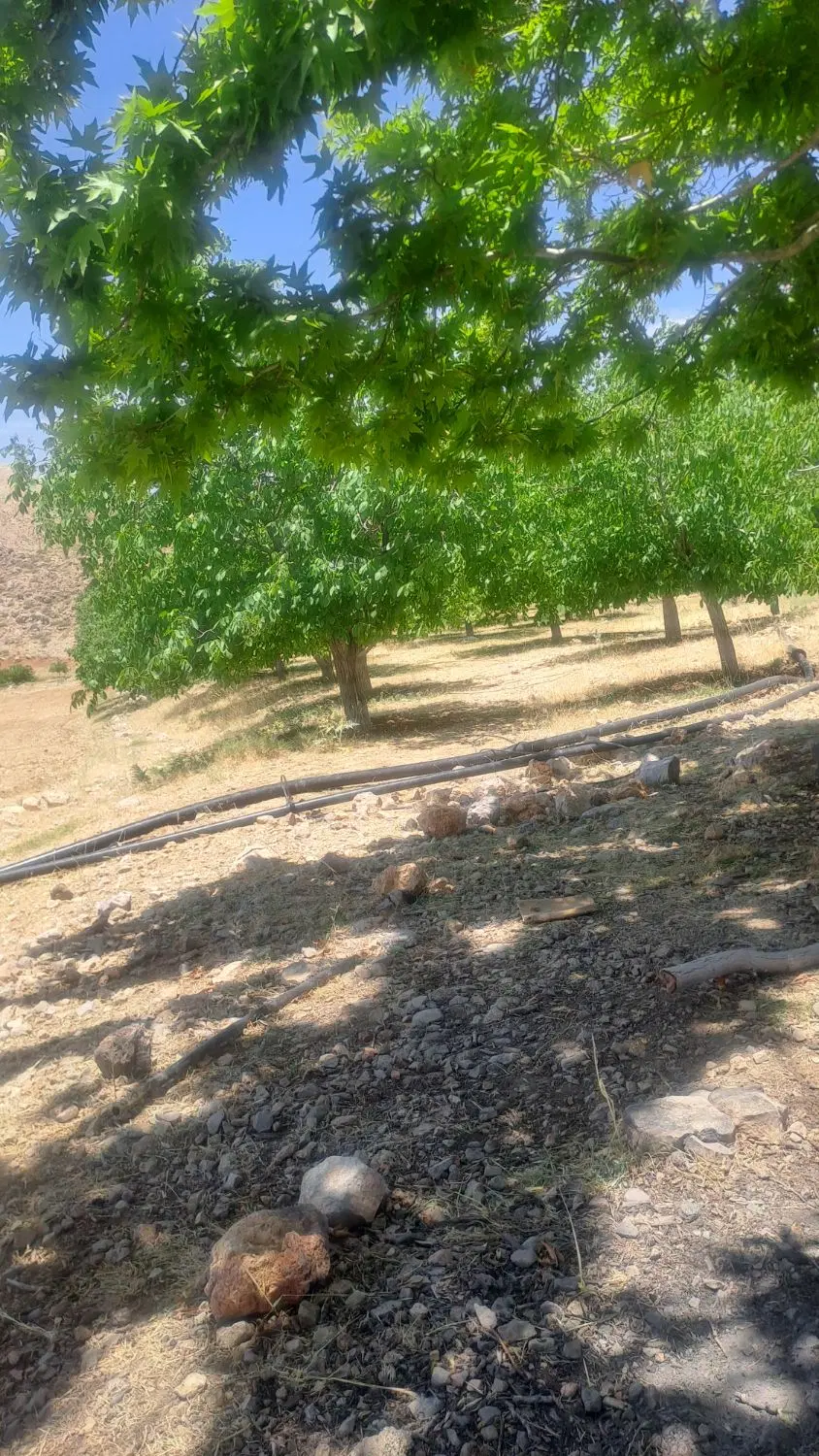 فروش باغ