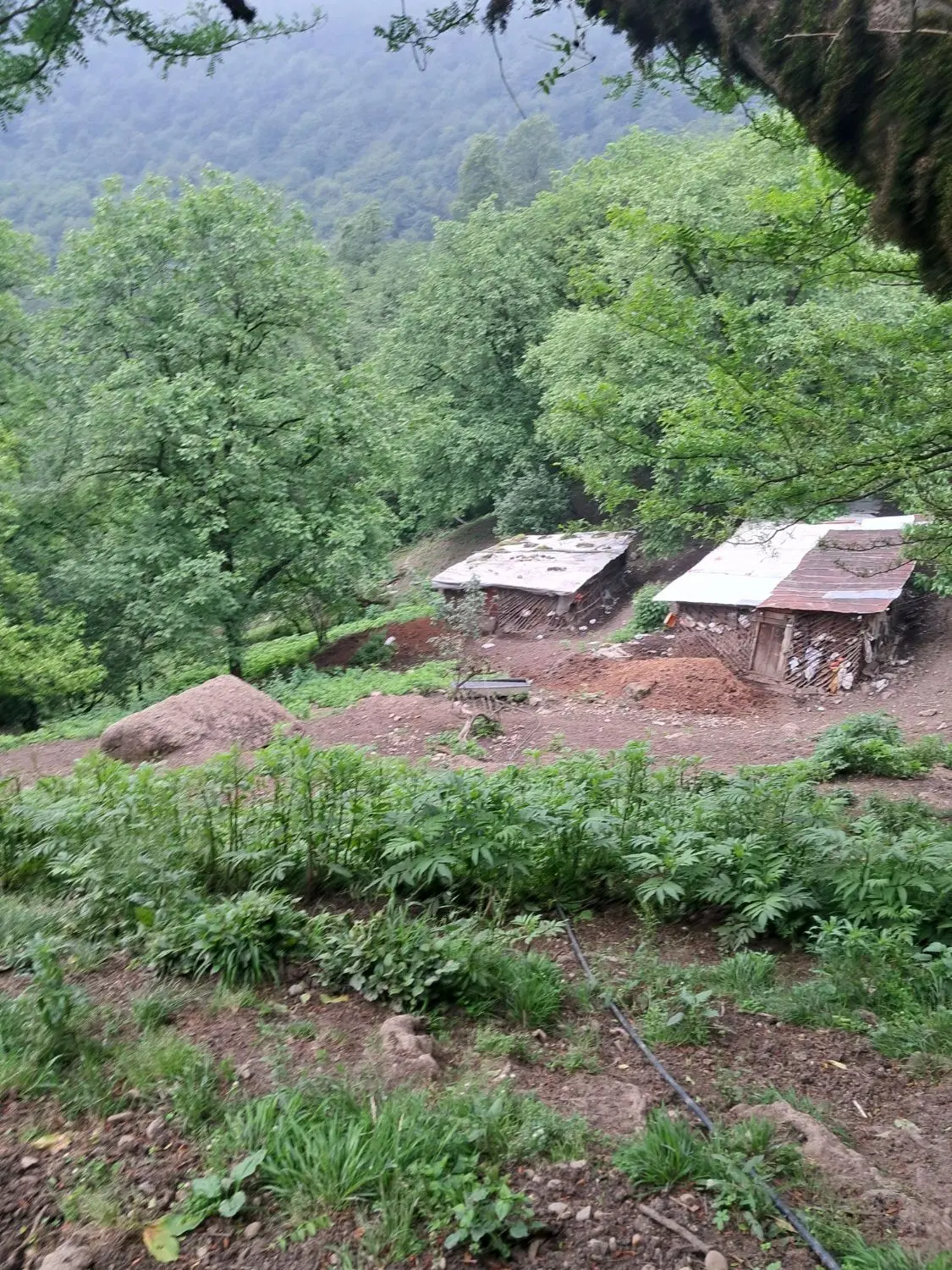 خانه کلنگی