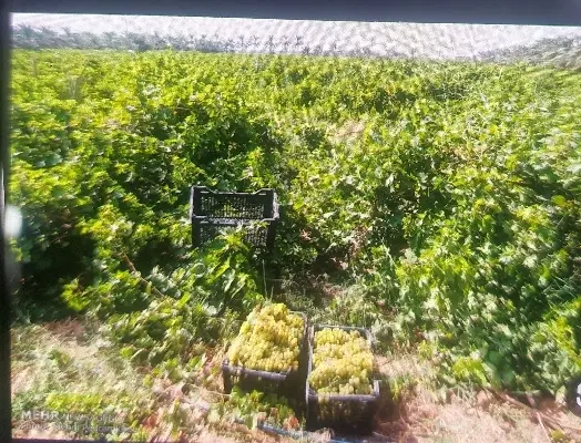 فروش باغ انگوری روستای دلویی