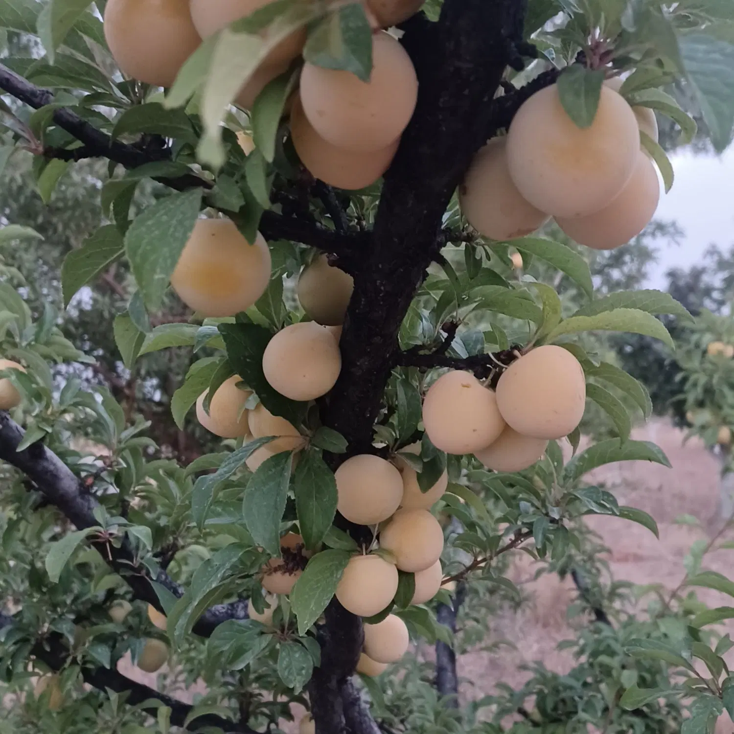 باغشهر فرهنگیان.گل نرگس۱