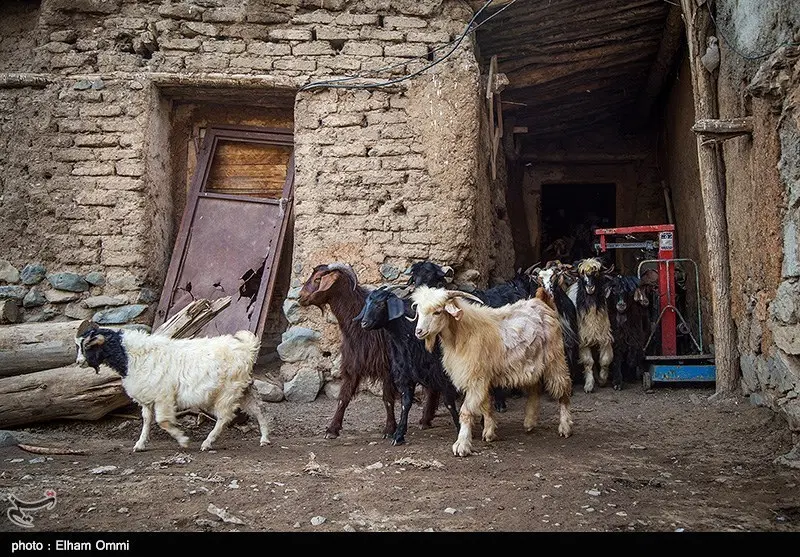 دامداری 500 متری قلنگان