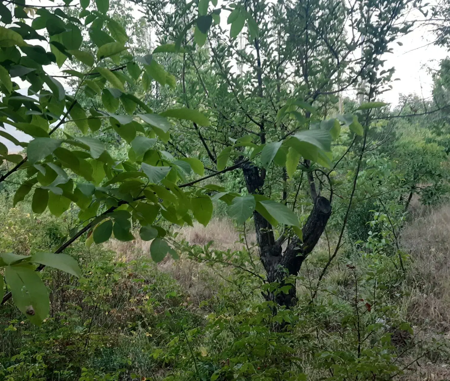 فروش زمین در روستای گلیرد