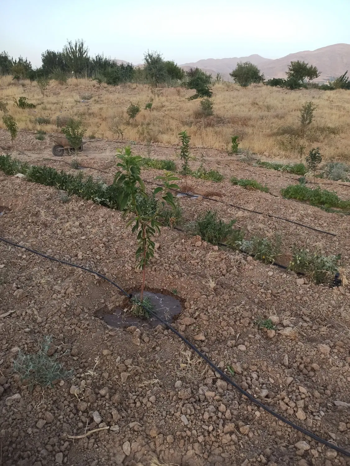 ۹۷۶متر زمین کشاورزی