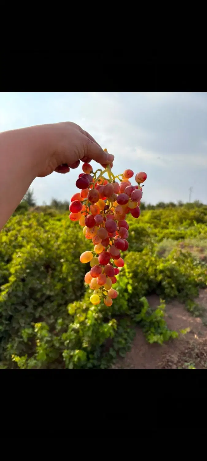 حراج،فروش زمین انگور با ثمر