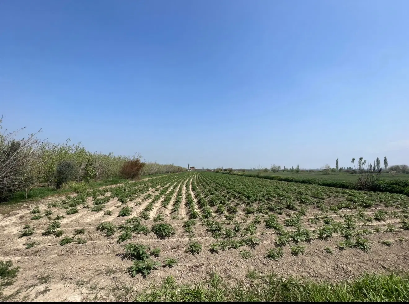 ۶۵۰۰ متر زمین چسبیده به بافت در روستای ولیک آباد