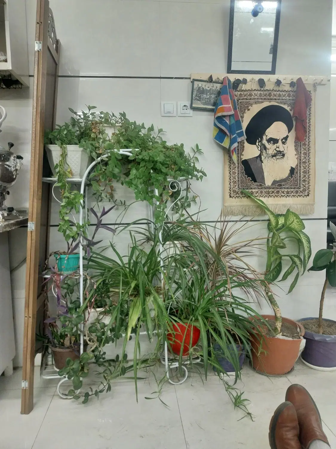 ثمین ۳ ۶دانگ