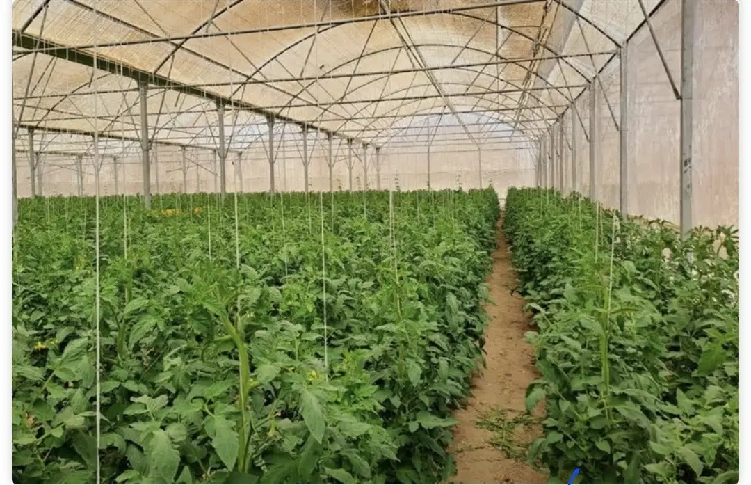 فروش گلخانه