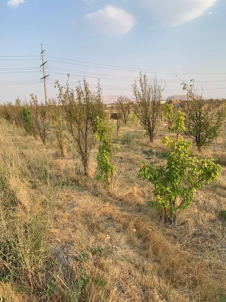 باخچه در روستای سعیدلو