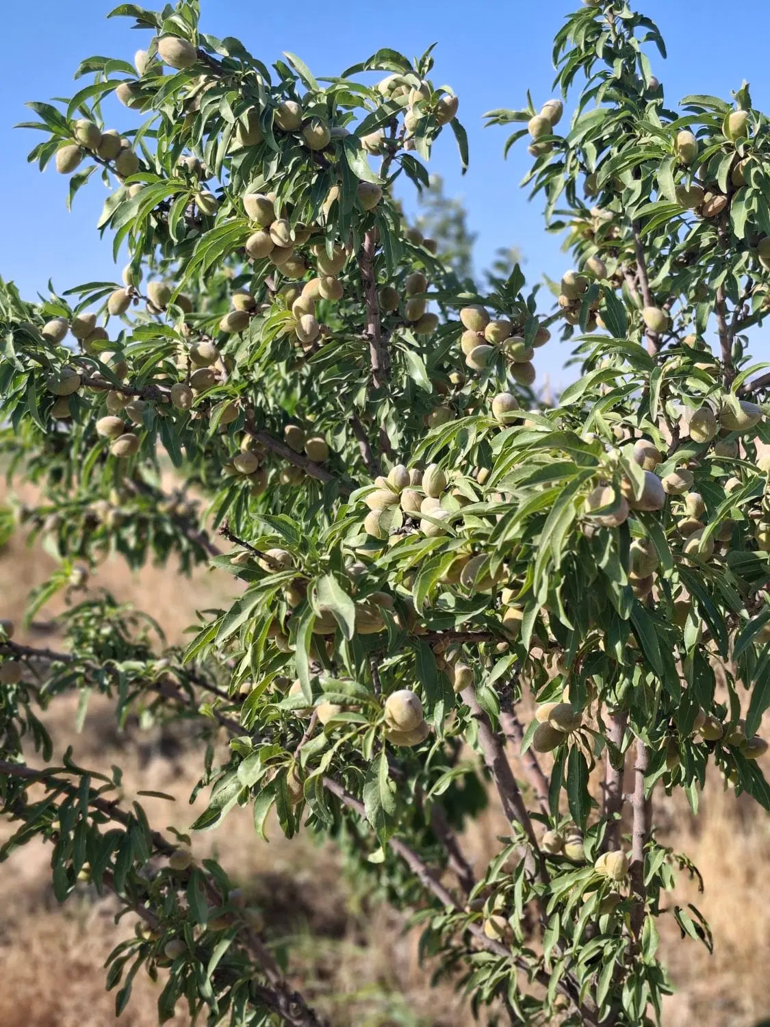 باغچه ۱۵۰۰ متری با بنای قدیمی
