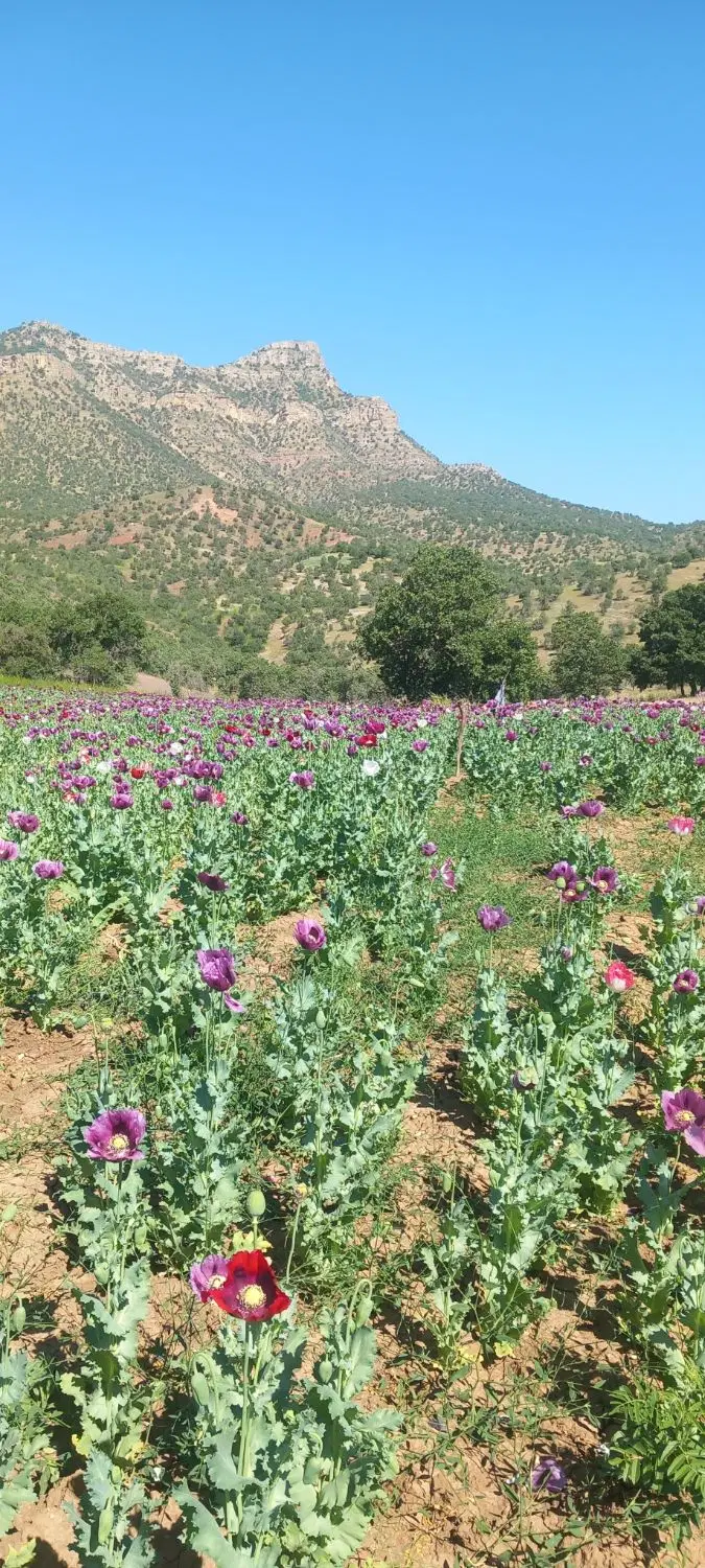 زمین زیباشهر