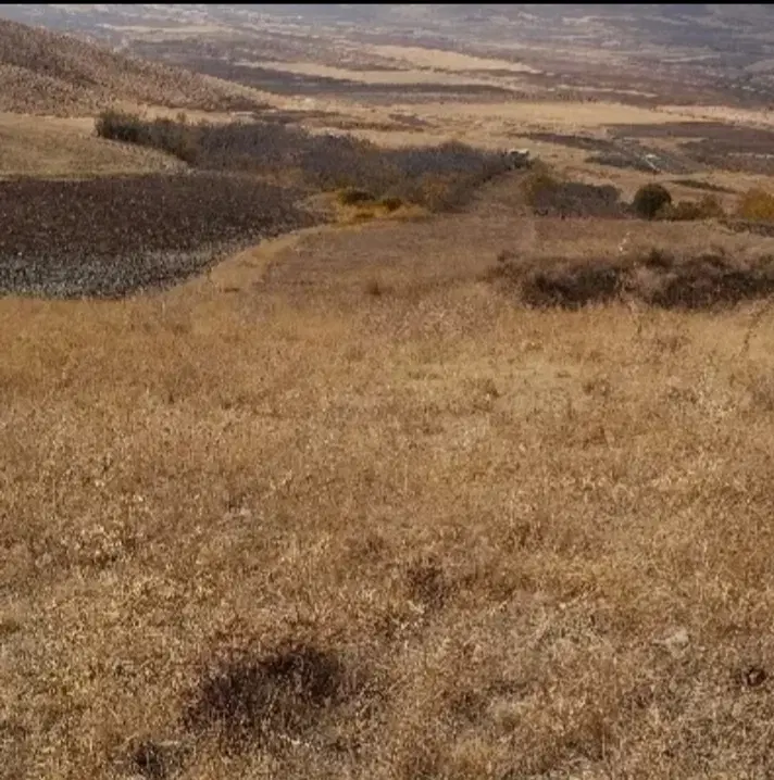 کارگرنخود چینم