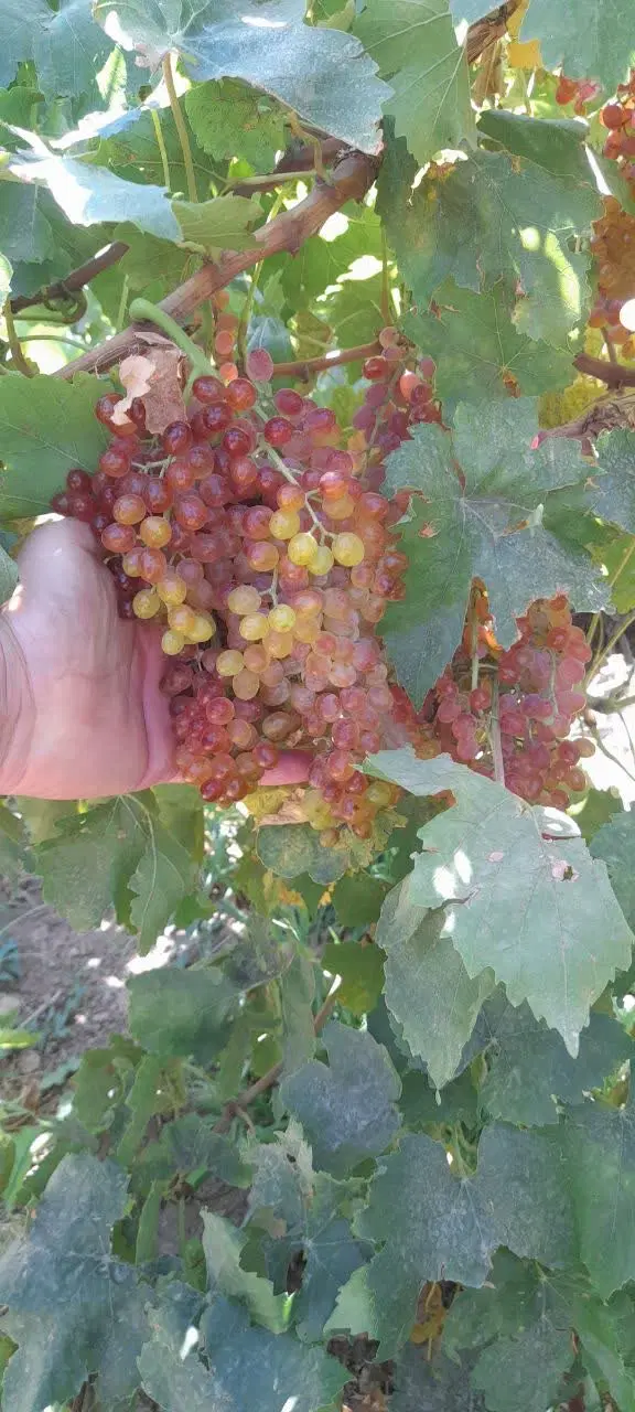 باغ انگور در تاکستان