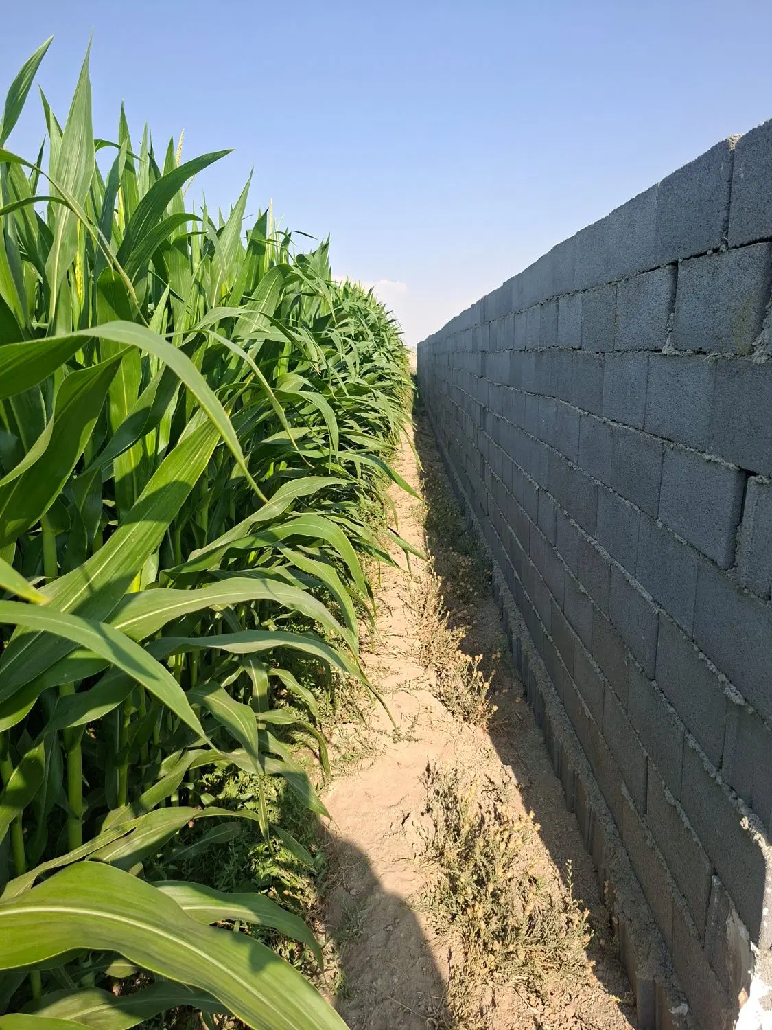 چهار دیماری