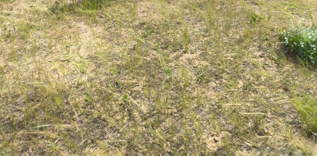 زمین خیابان ۴۵متری شرف اباد