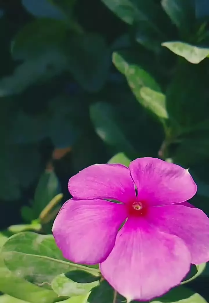 پیش فروش واحد ۵۰ متری همکف