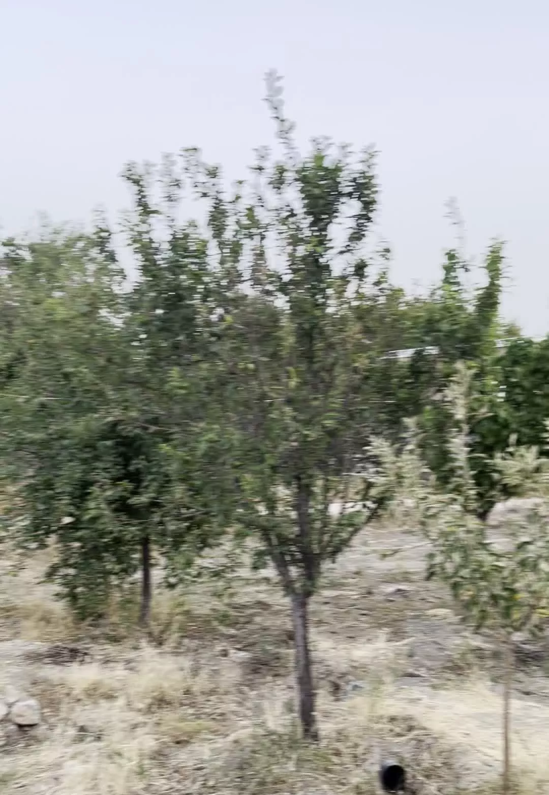۲۰۰۰ متر باغ با خونه