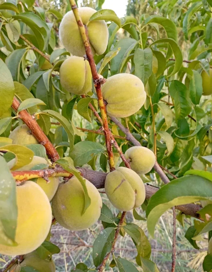 یک قطعه باغ در چیا حسین